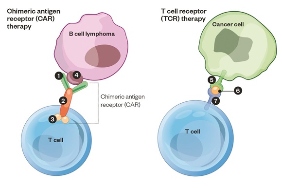 img-CAR-T Cell Therapy